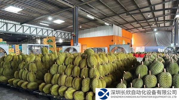 中集小飞鱼依托集团整体优势，为榴莲产地创造新价值