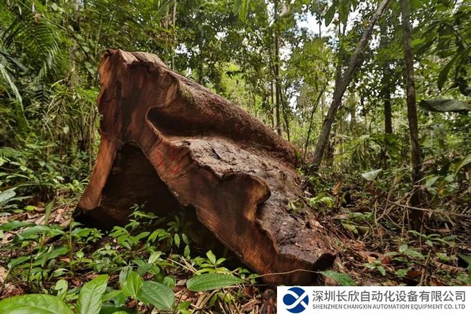 世界上“最遥远”的机器人！ABB机器人助力亚马逊雨林重建项目